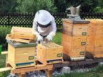 Foto: PORR Mitarbeiter Siegmar Lengauer hinter seinen Bienenbeuten in Imkermontur gewinnt Honig aus Bienenwaben in seinem Garten.